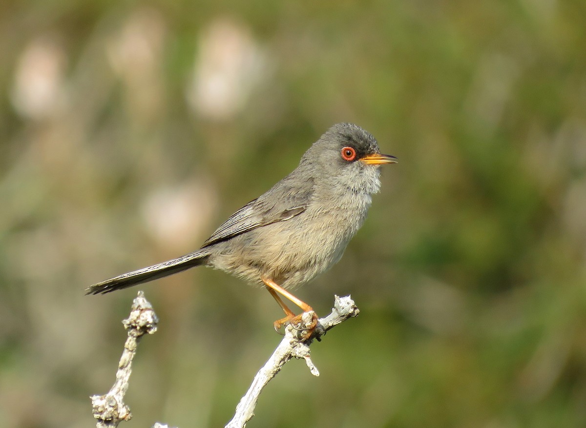 Balearic Warbler - ML224383891