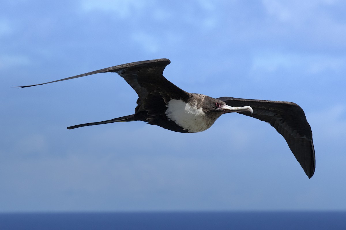Great Frigatebird - ML224385171
