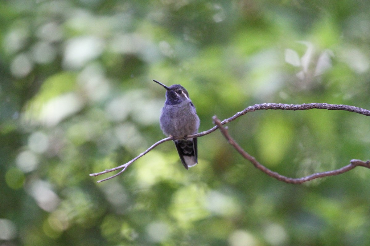 Blue-throated Mountain-gem - R.D. Wallace