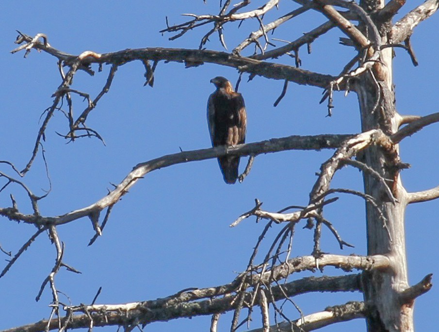 Golden Eagle - ML224386531