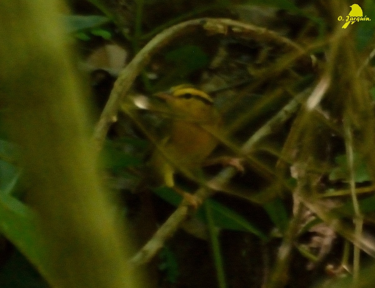 Worm-eating Warbler - Orlando Jarquín