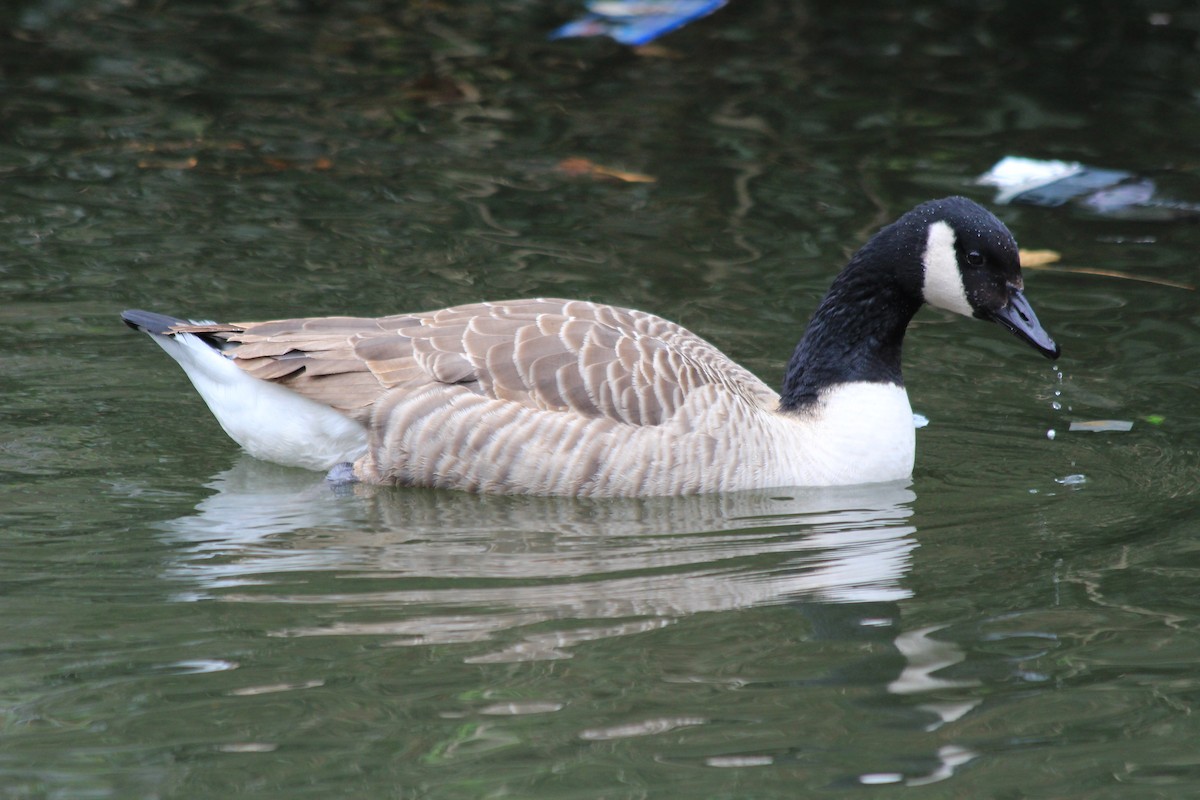Canada Goose - ML224387561