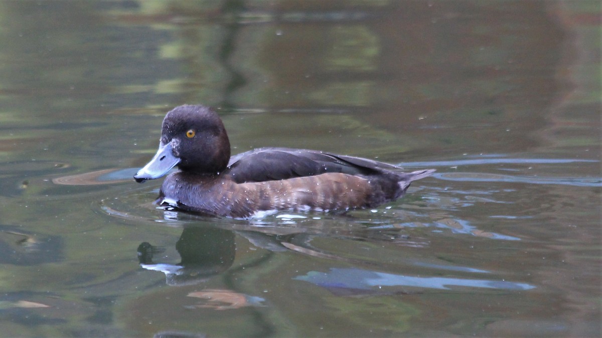 Tufted Duck - ML224387571