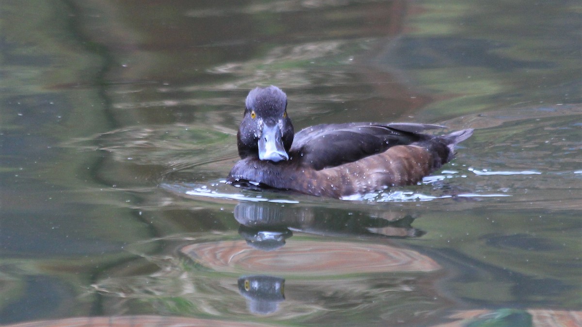 Tufted Duck - ML224387581