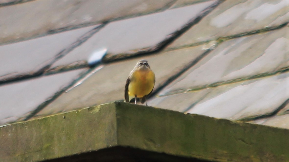Gray Wagtail - ML224387681