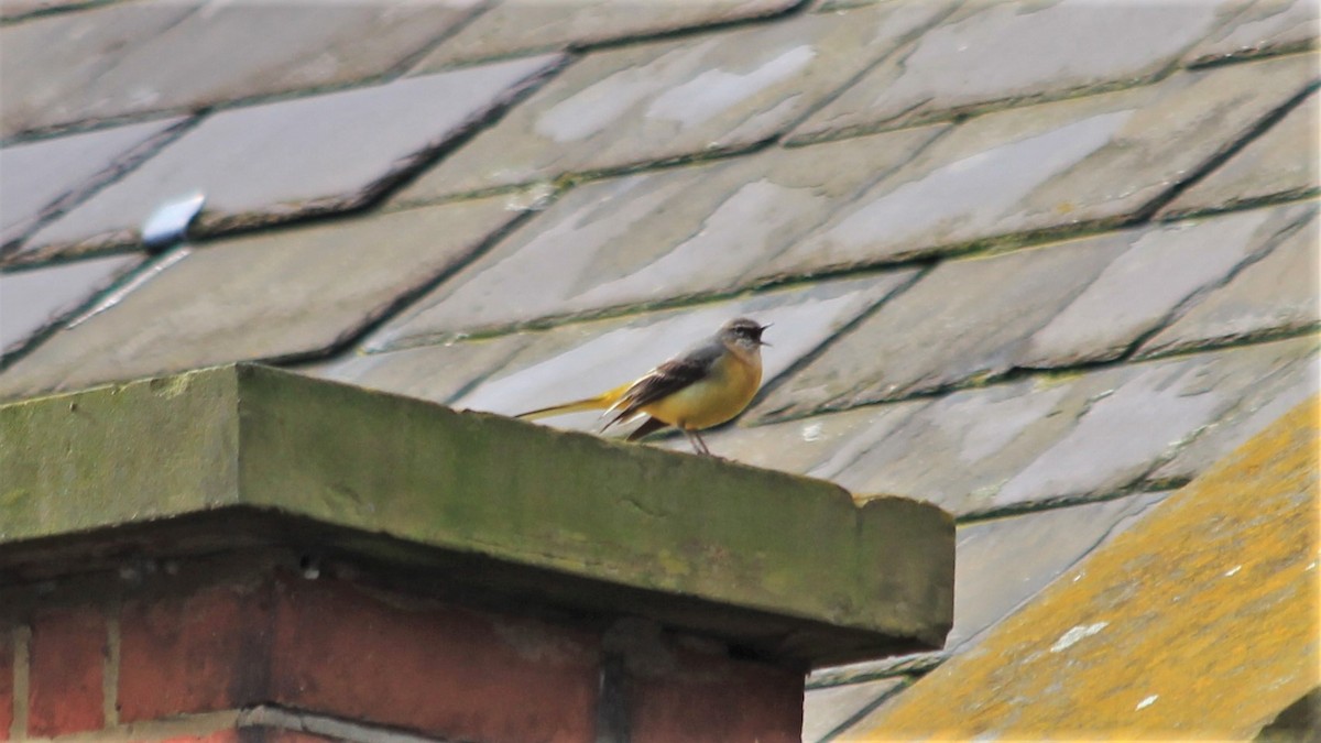 Gray Wagtail - ML224387691