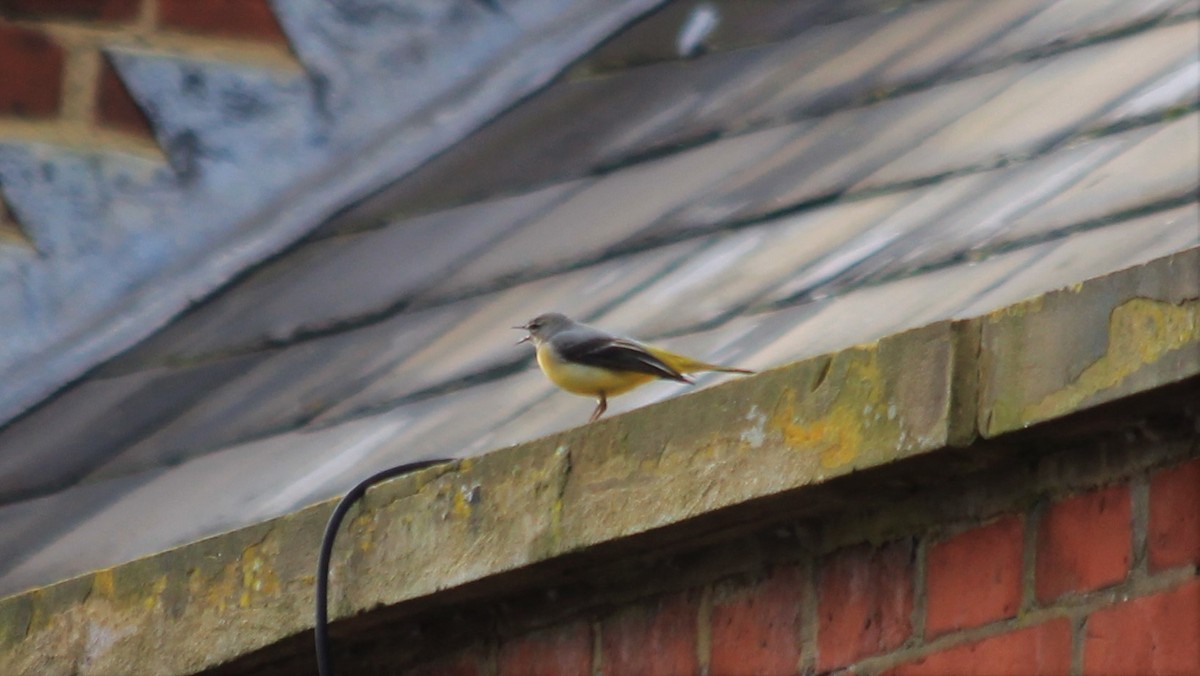 Gray Wagtail - ML224387711