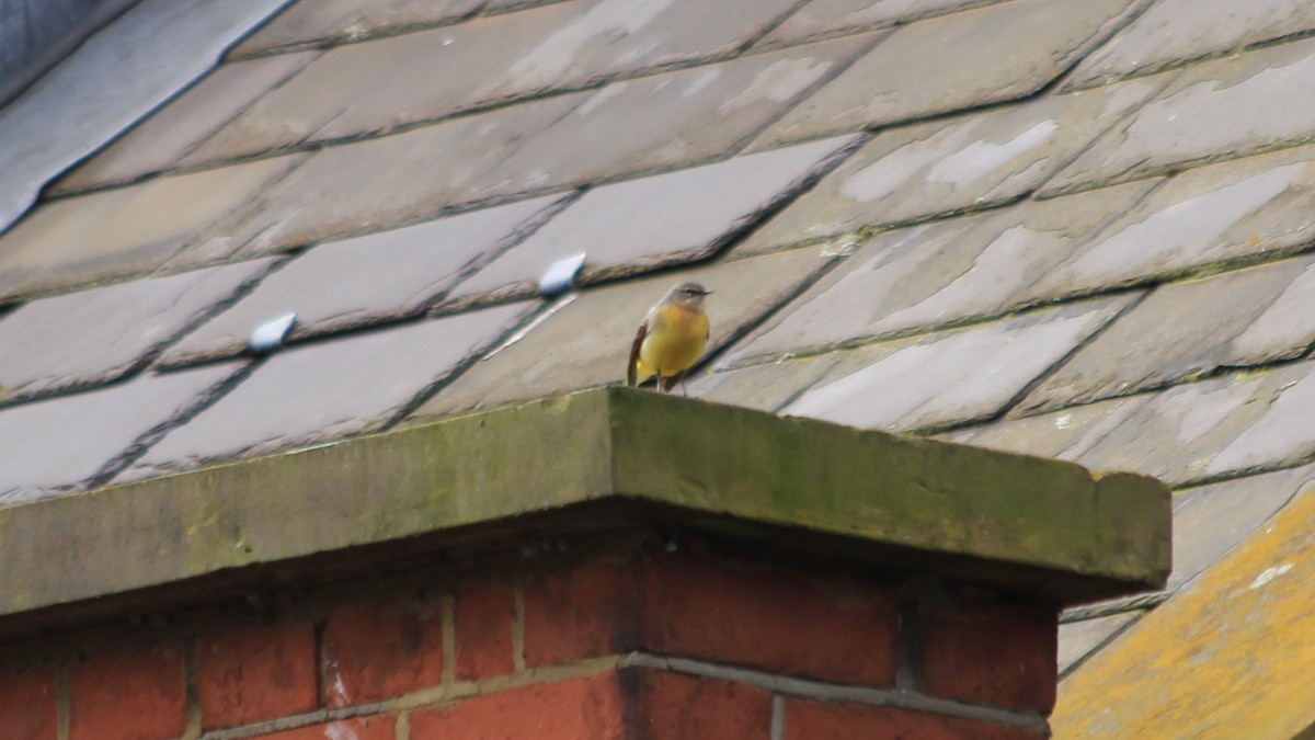 Gray Wagtail - ML224387721