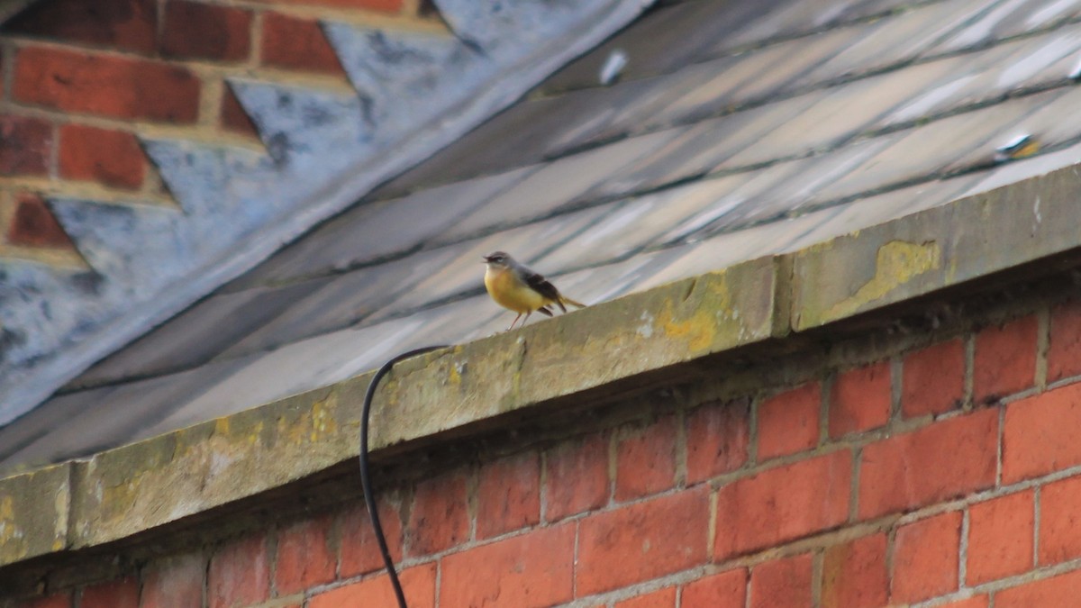 Gray Wagtail - ML224387731