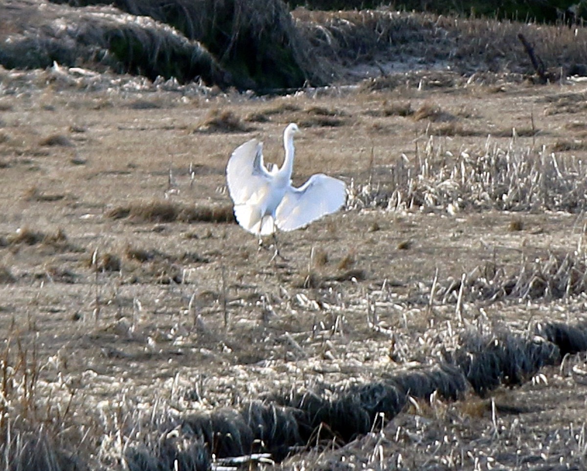 Great Egret - ML224388081