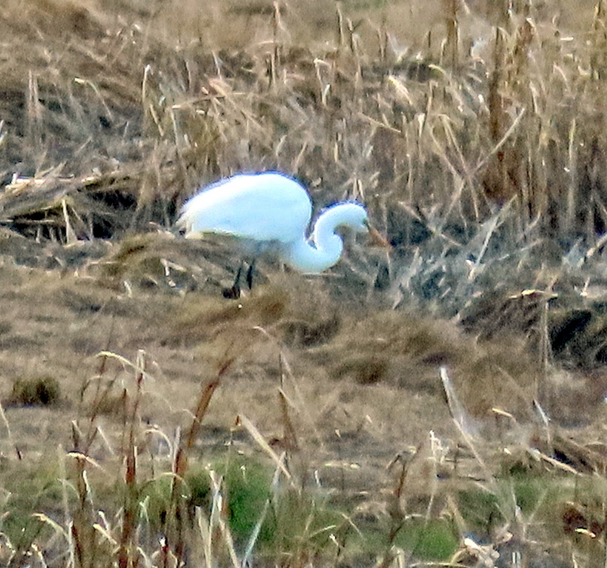 Great Egret - ML224388091