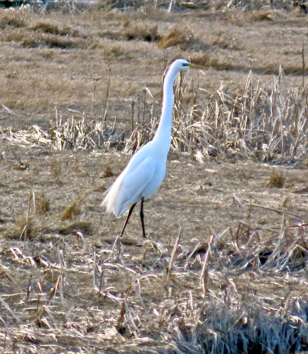 Great Egret - ML224388101