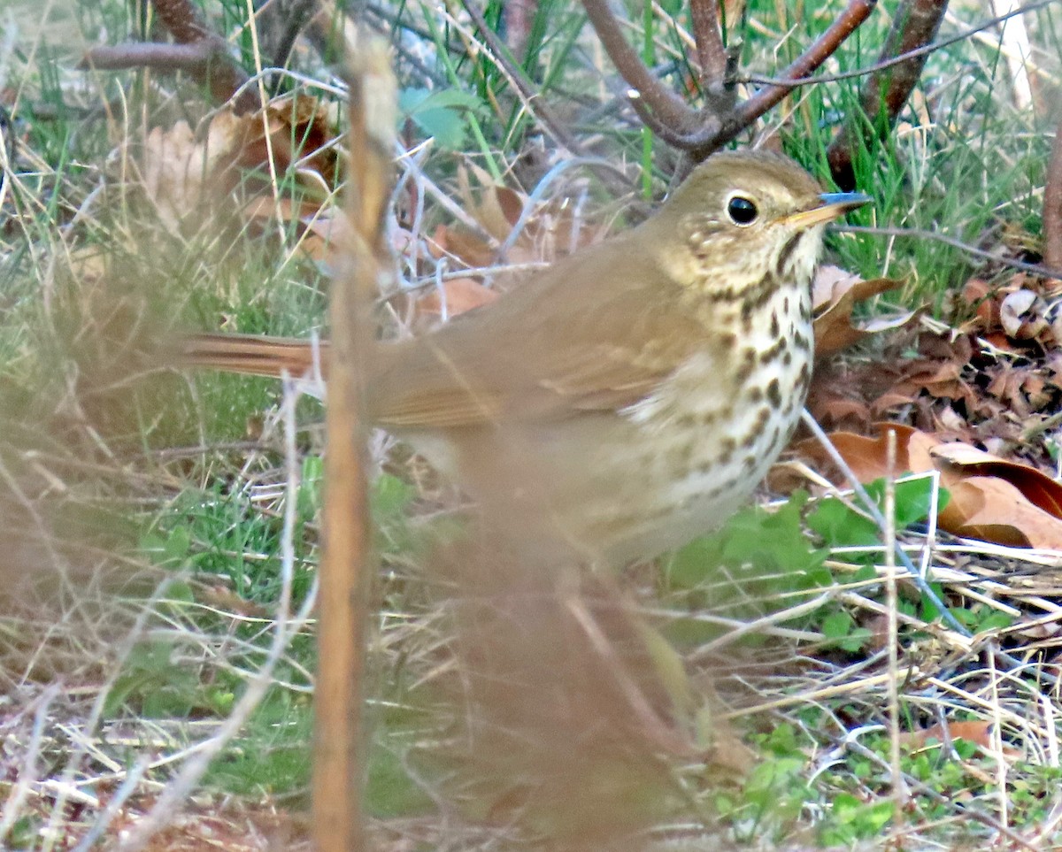 Hermit Thrush - ML224388351