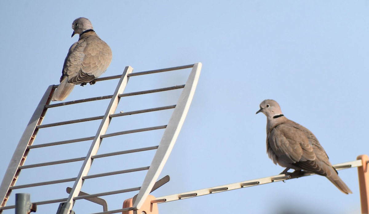 Eurasian Collared-Dove - Ricard Gutiérrez