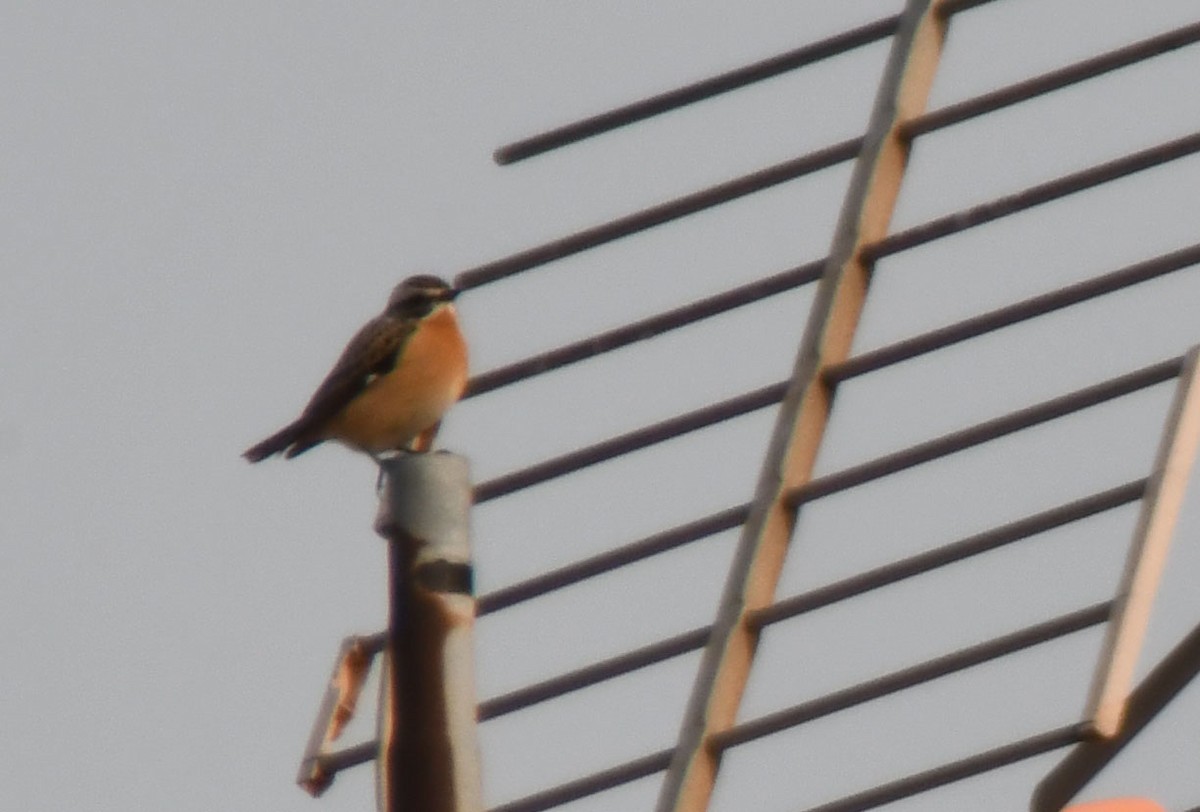 Whinchat - Ricard Gutiérrez
