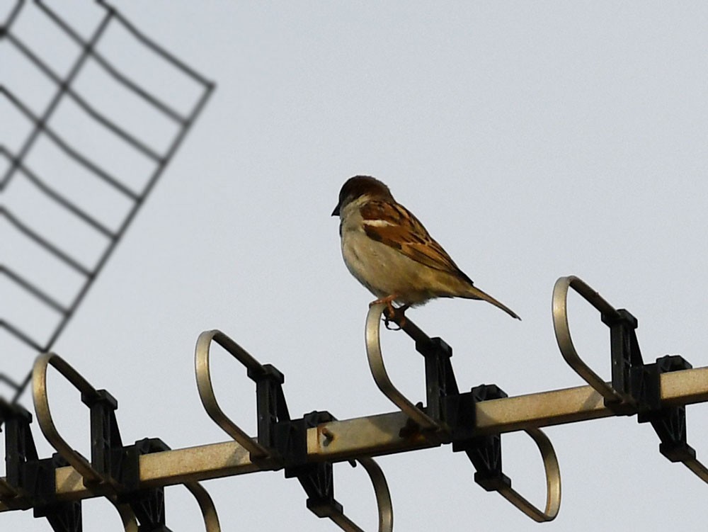 House Sparrow - Ricard Gutiérrez