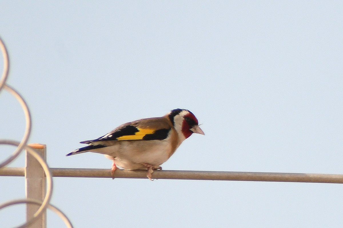 European Goldfinch - Ricard Gutiérrez