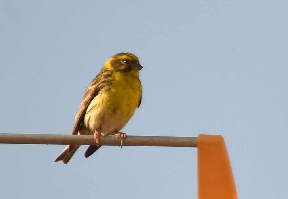 European Serin - Ricard Gutiérrez