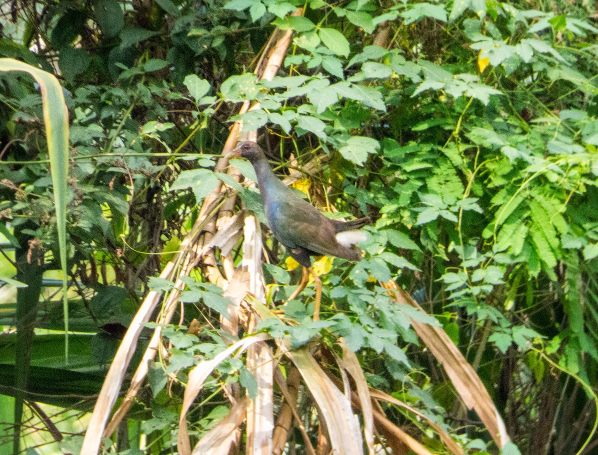 Purple Gallinule - ML224395291