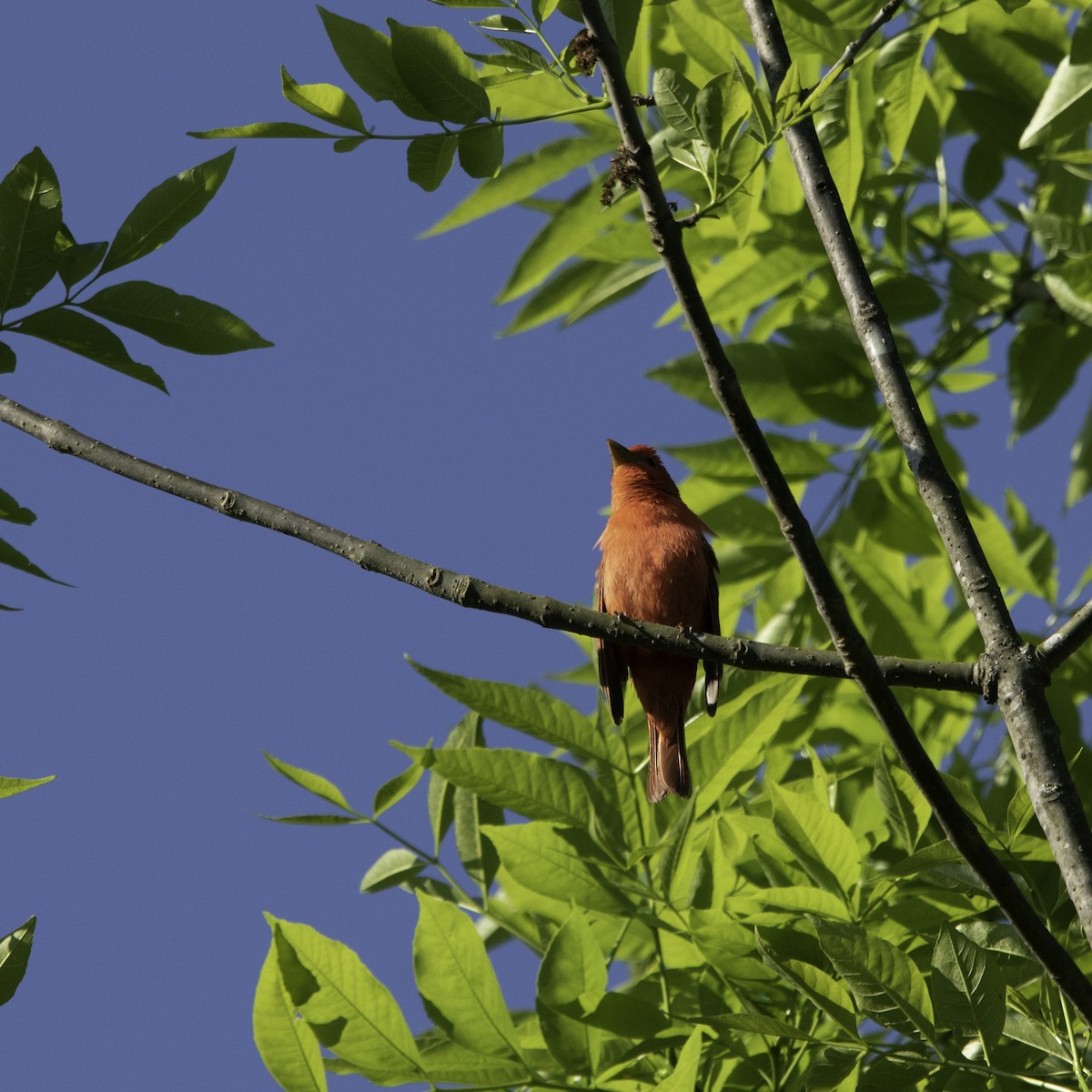 Summer Tanager - ML224398521