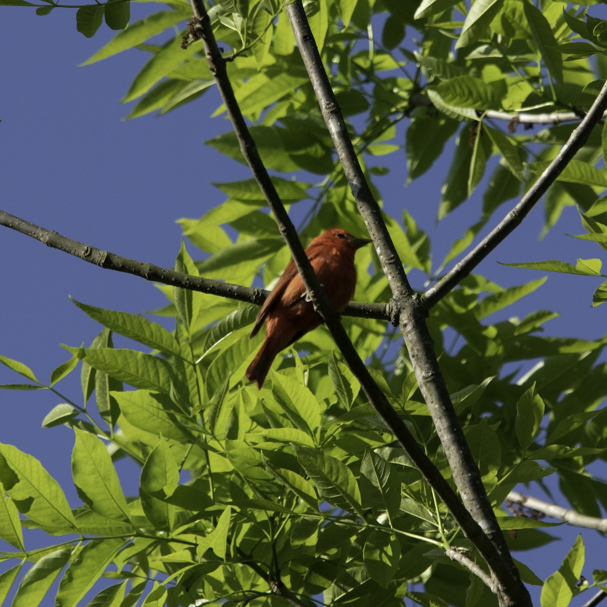 Summer Tanager - ML224398531