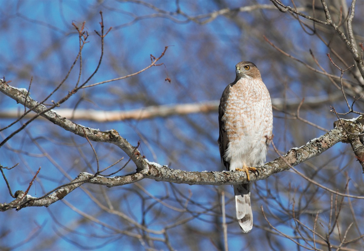 Cooper's Hawk - ML224400301