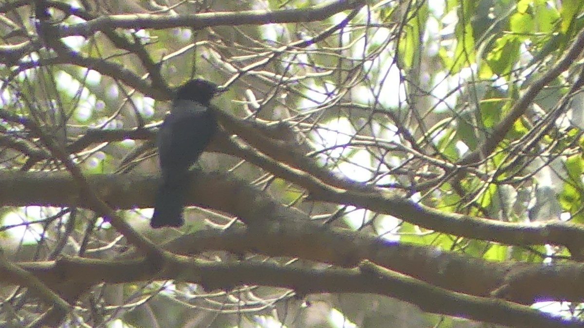 Sharpedrongo (Nigerdrongo) - ML224401121