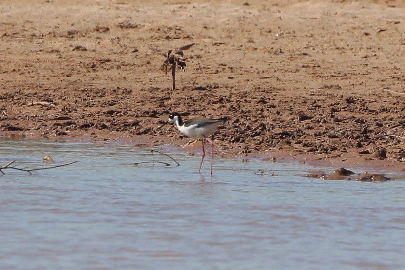 Black-necked Stilt - ML224402871