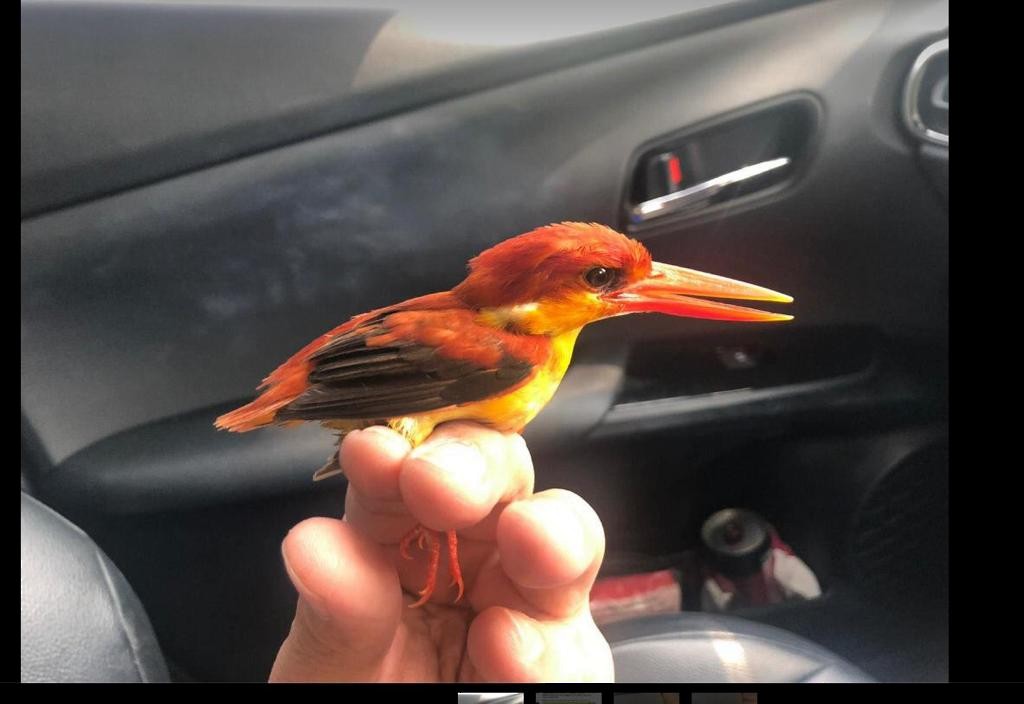 Rufous-backed Dwarf-Kingfisher - Singapore Social Media