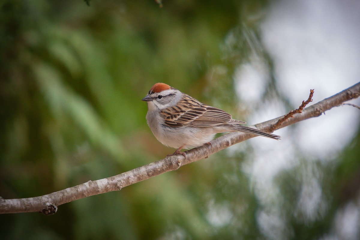 Chipping Sparrow - ML224404671