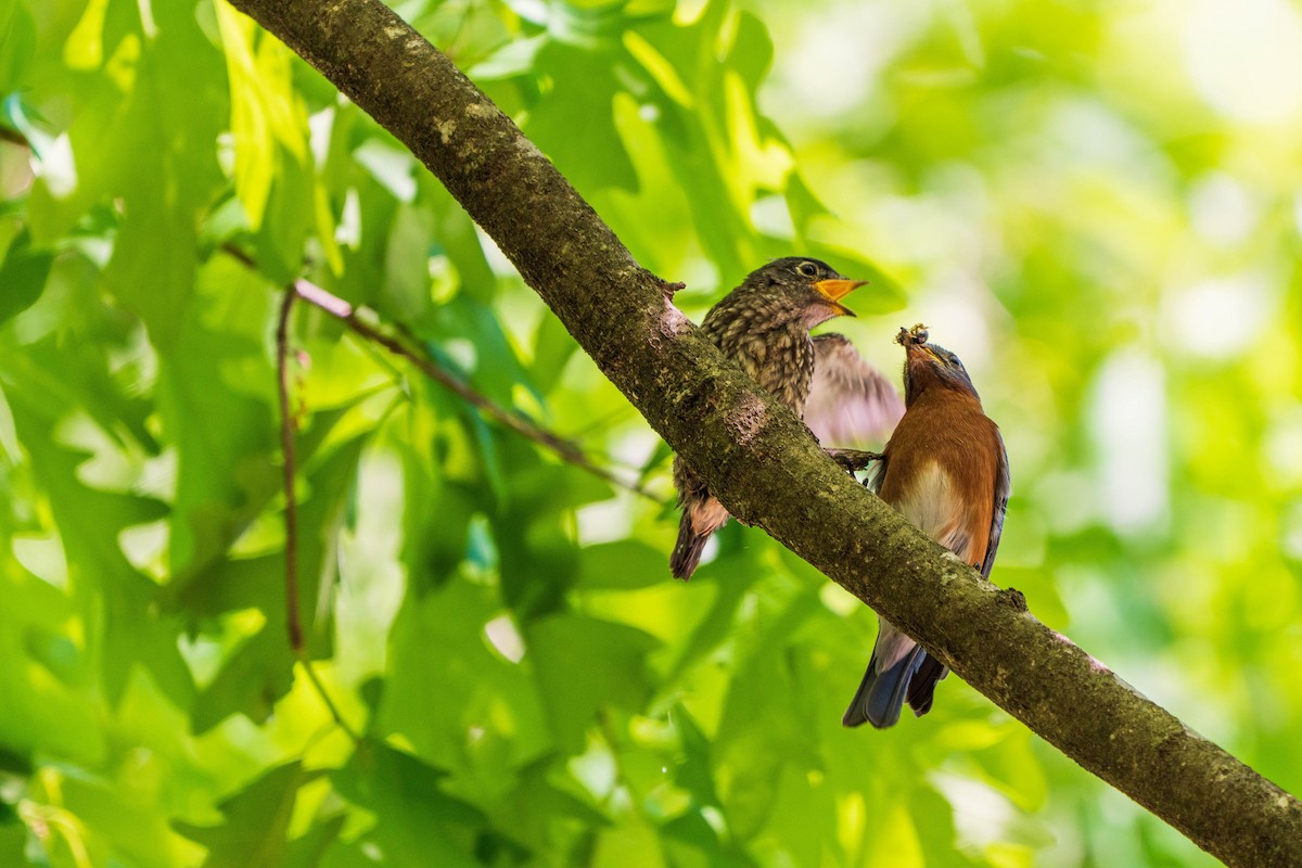 Eastern Bluebird - Jay Zuckerman