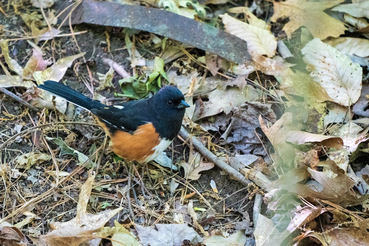 Eastern Towhee - ML224405621