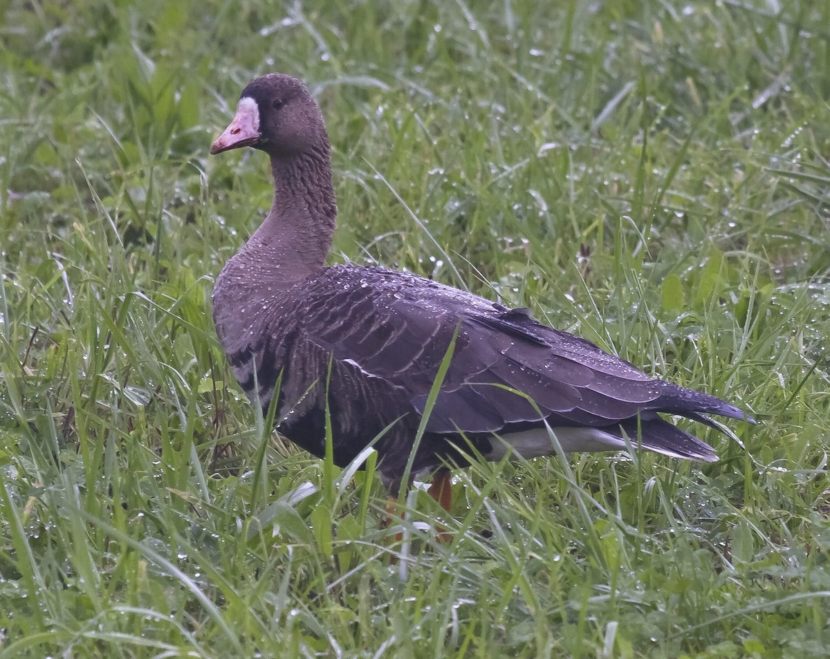 Greater White-fronted Goose - ML224406961