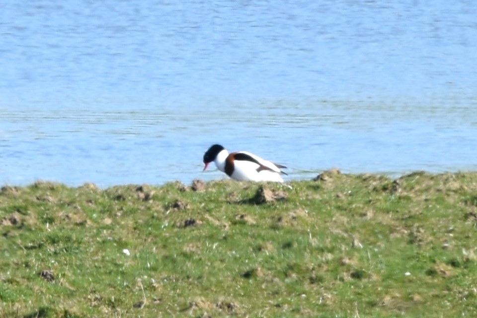 Common Shelduck - Blair Whyte