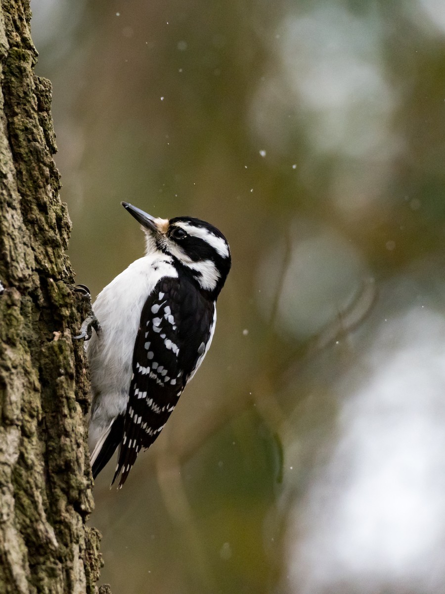 Downy Woodpecker - ML224410391