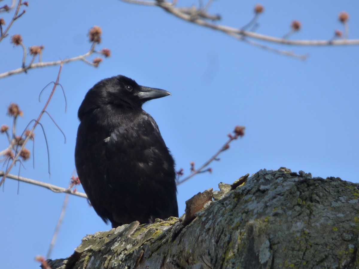 American Crow - ML224410401