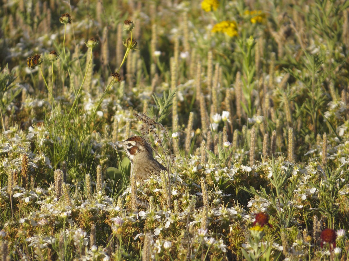 Lark Sparrow - ML224414071