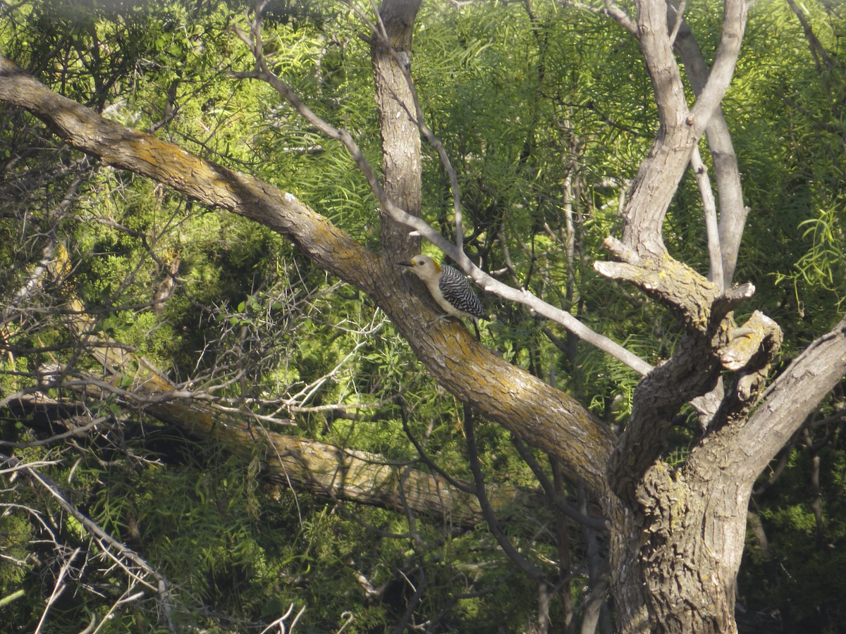 Golden-fronted Woodpecker - ML224415151