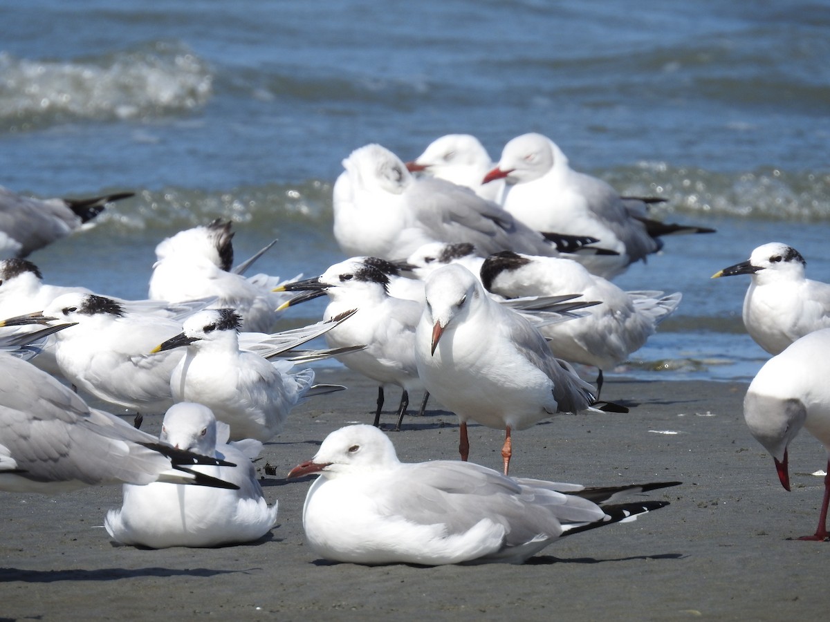 Gray-hooded Gull - Fernando Angulo - CORBIDI