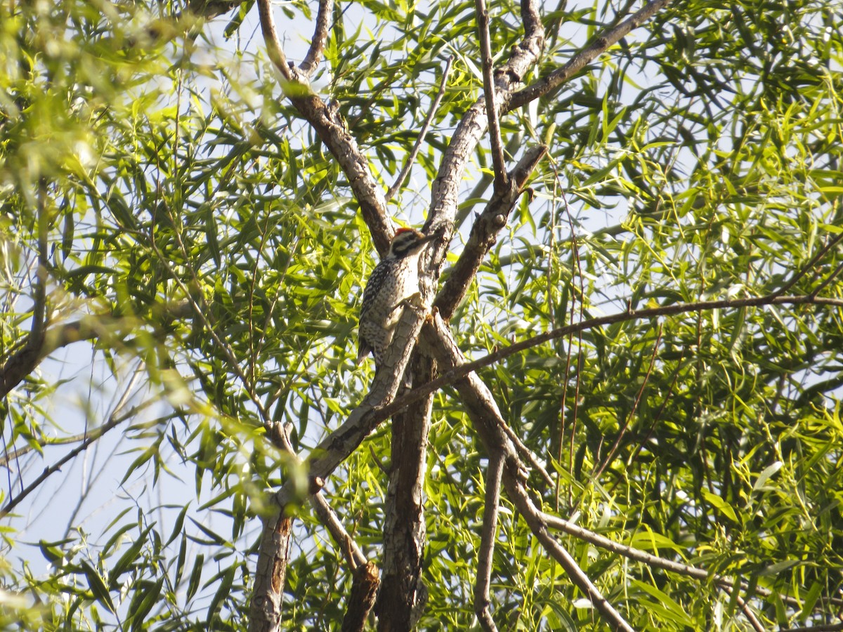 Ladder-backed Woodpecker - ML224415221