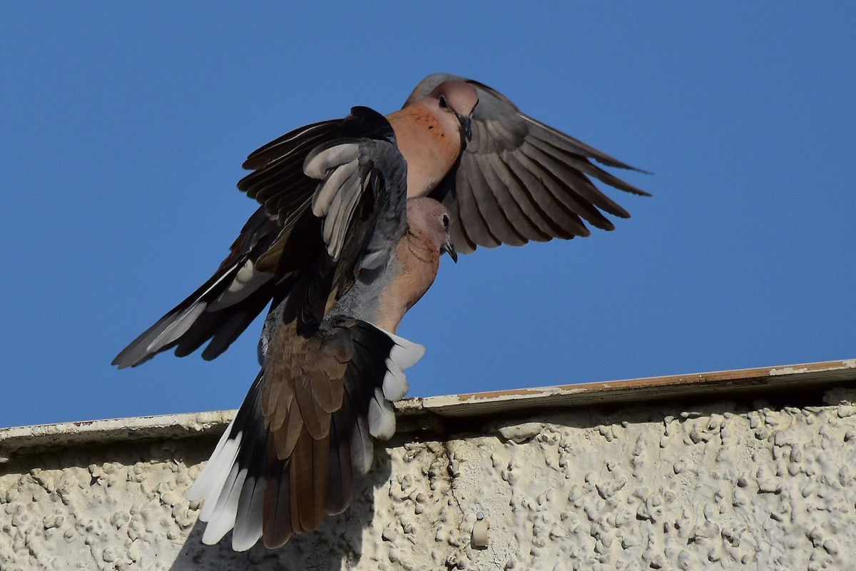 Laughing Dove - ML224415231