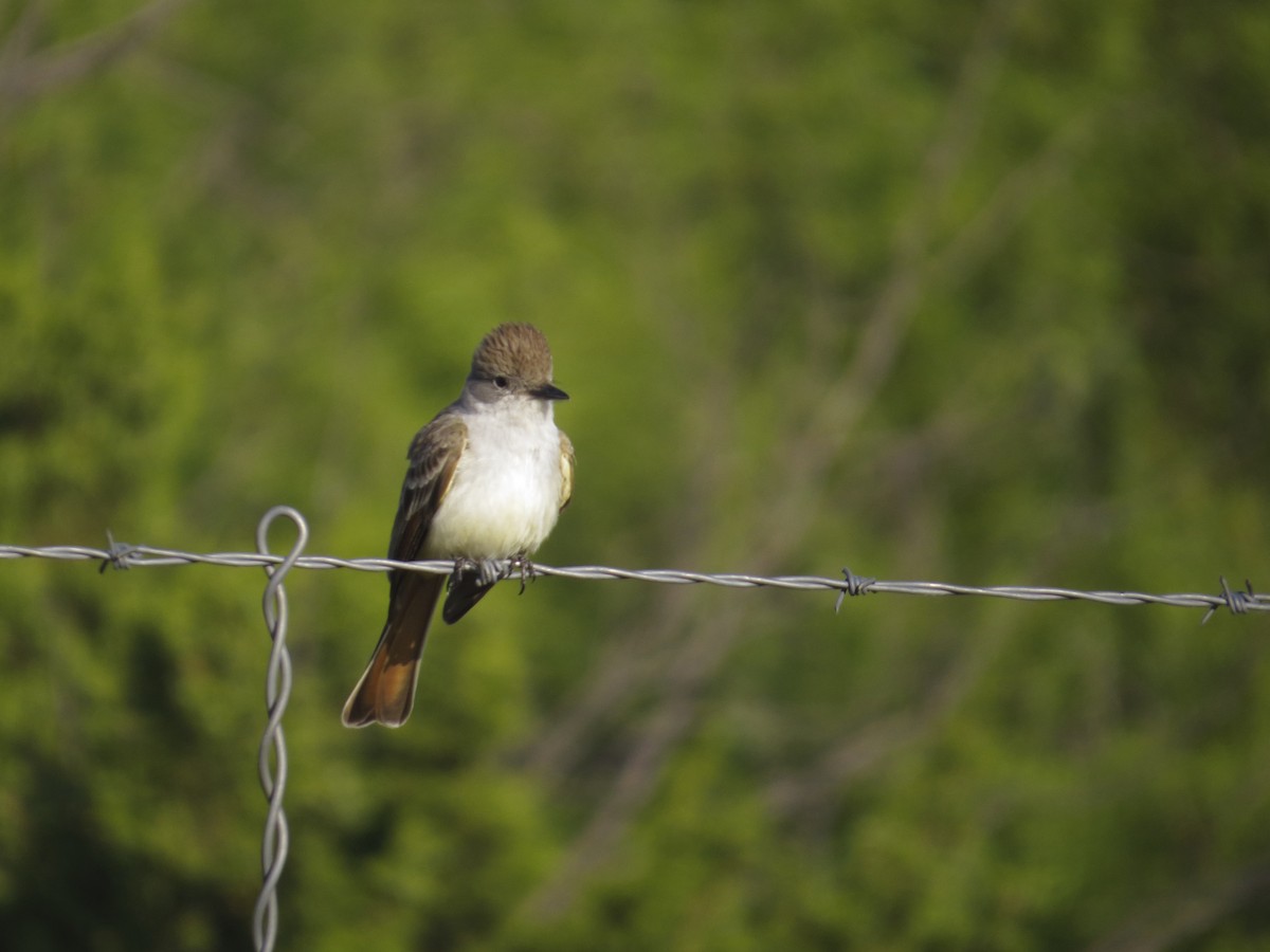 Ash-throated Flycatcher - ML224415261