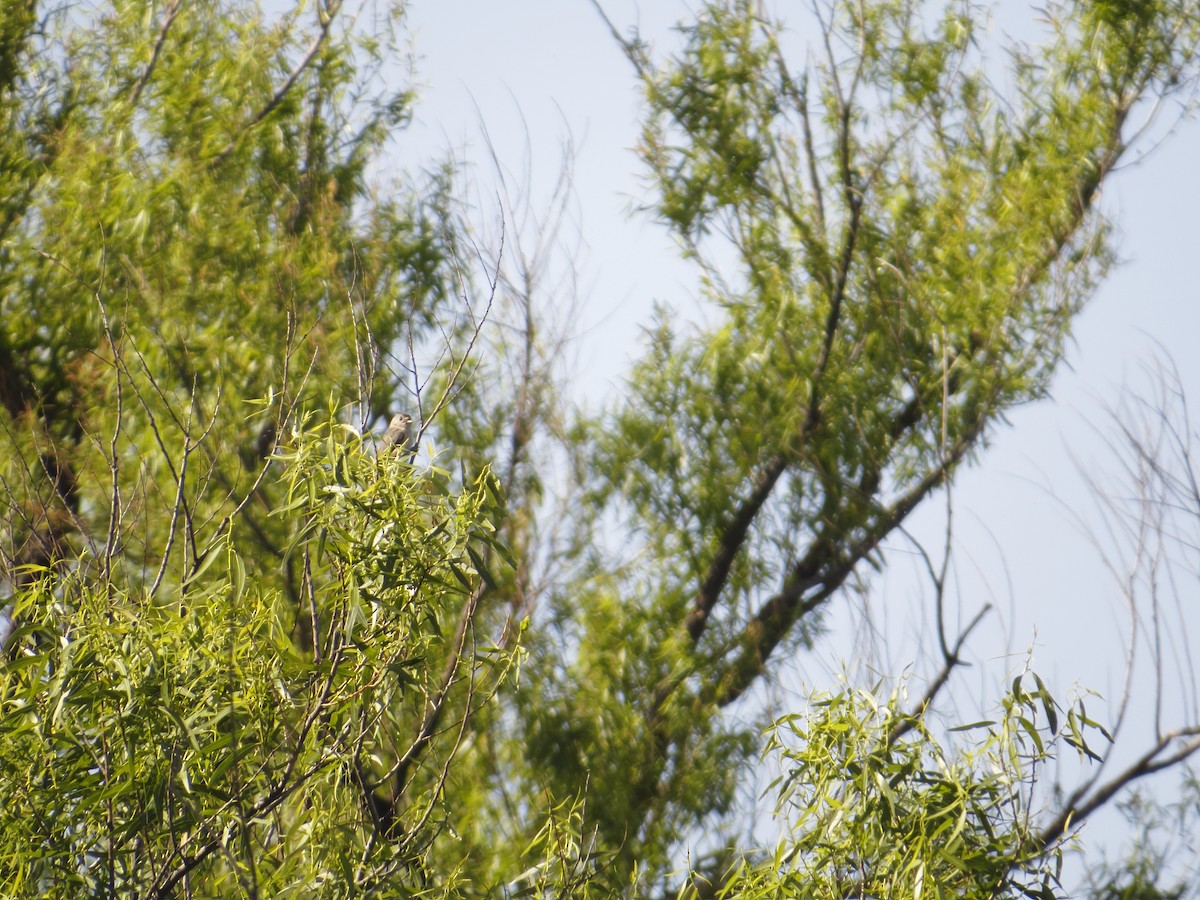 Black-crested Titmouse - ML224415431