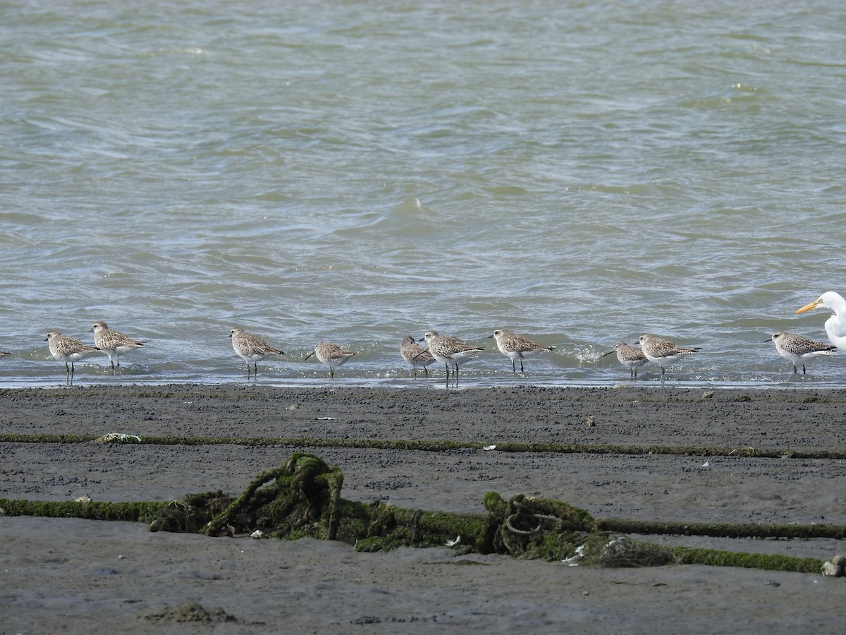 Black-bellied Plover - ML224415531