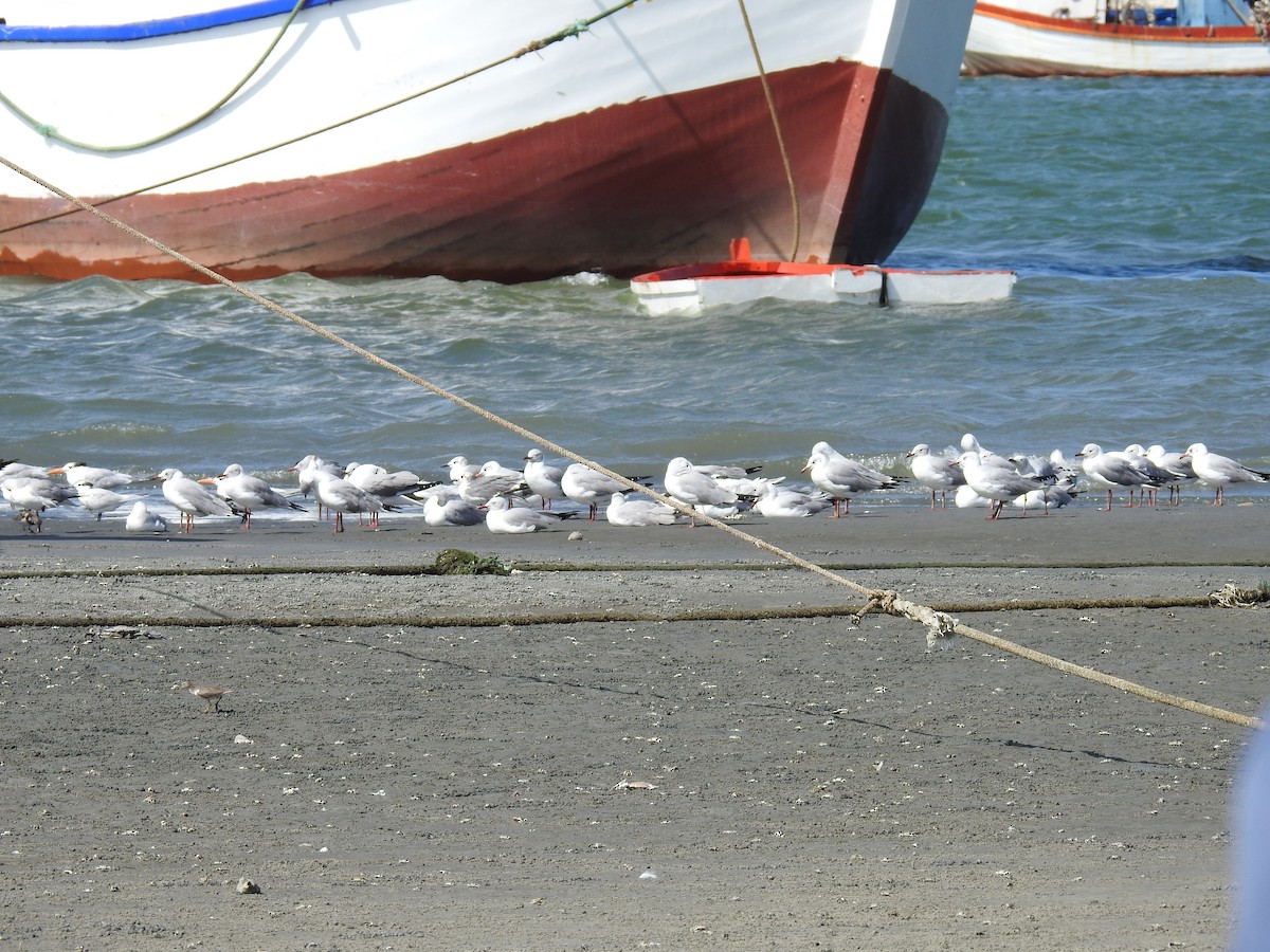 Gray-hooded Gull - Fernando Angulo - CORBIDI