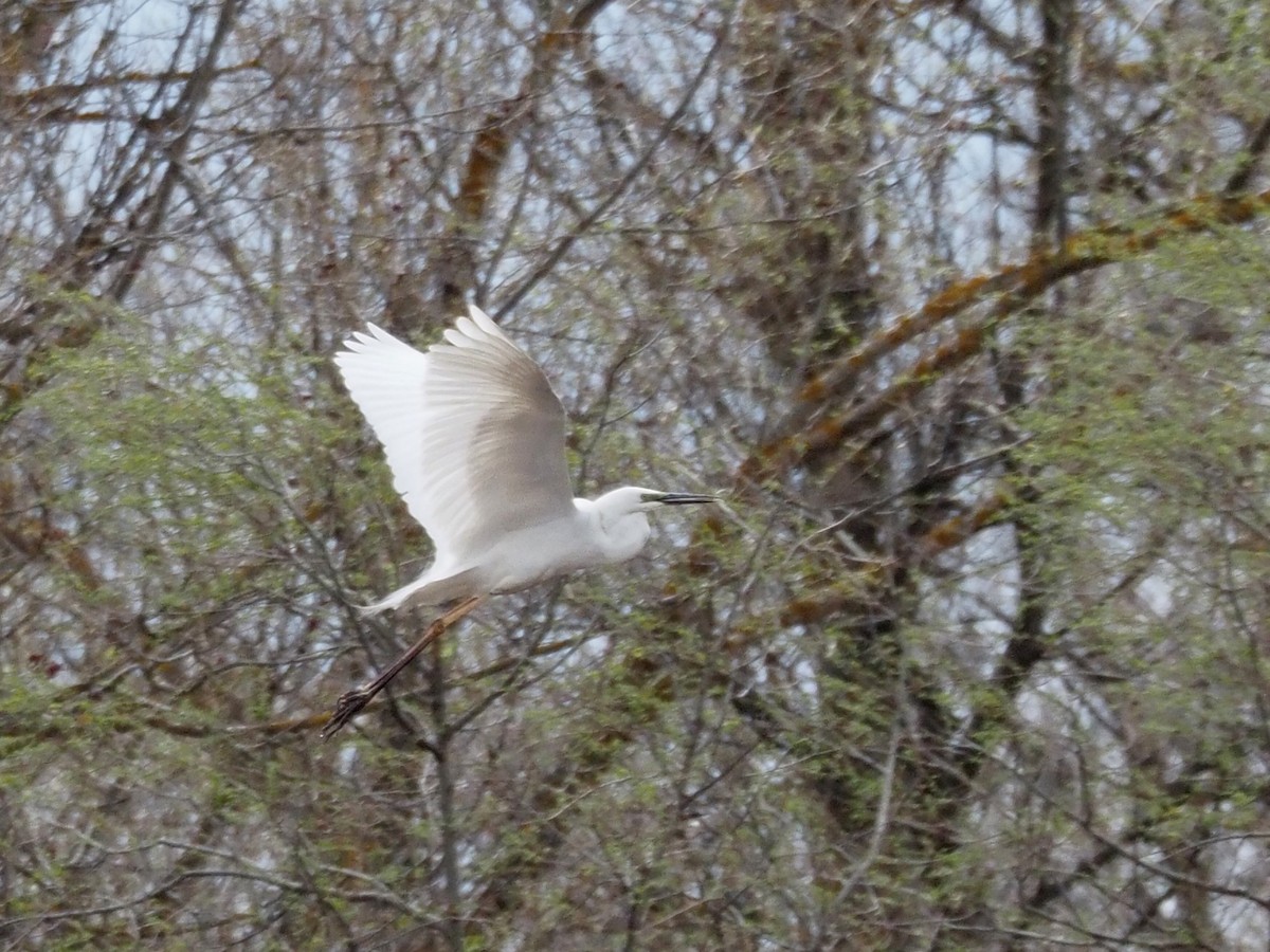 Great Egret - ML224417531