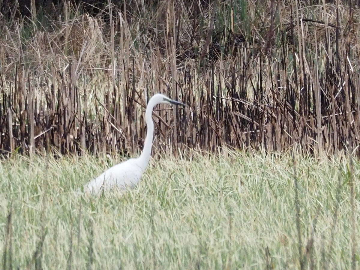 Great Egret - ML224417591