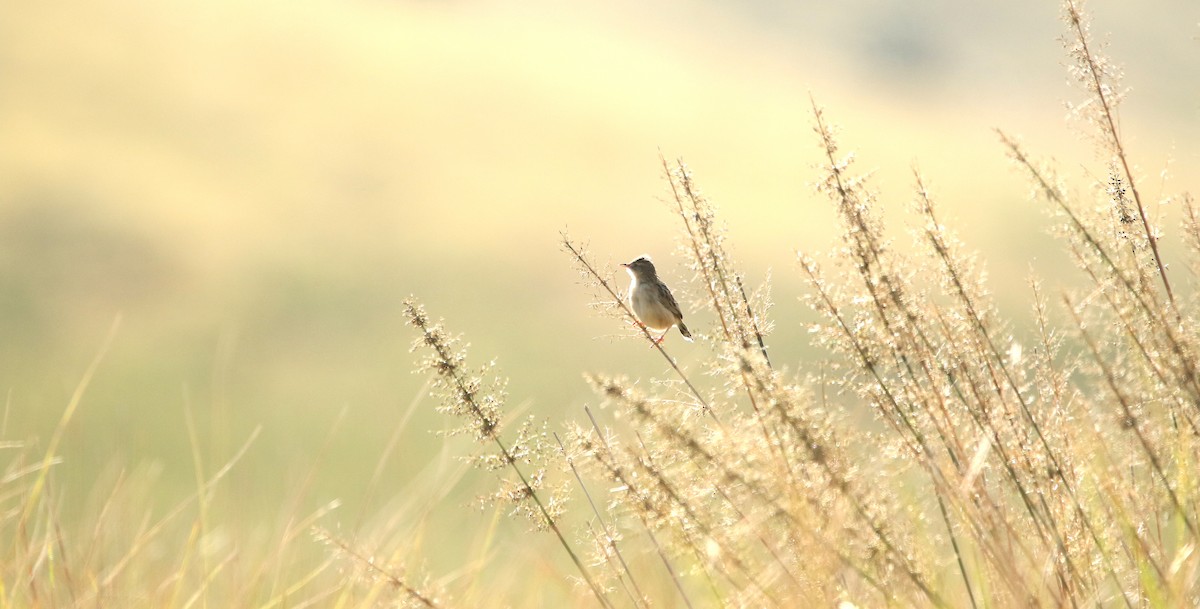 Zitting Cisticola - ML224417651