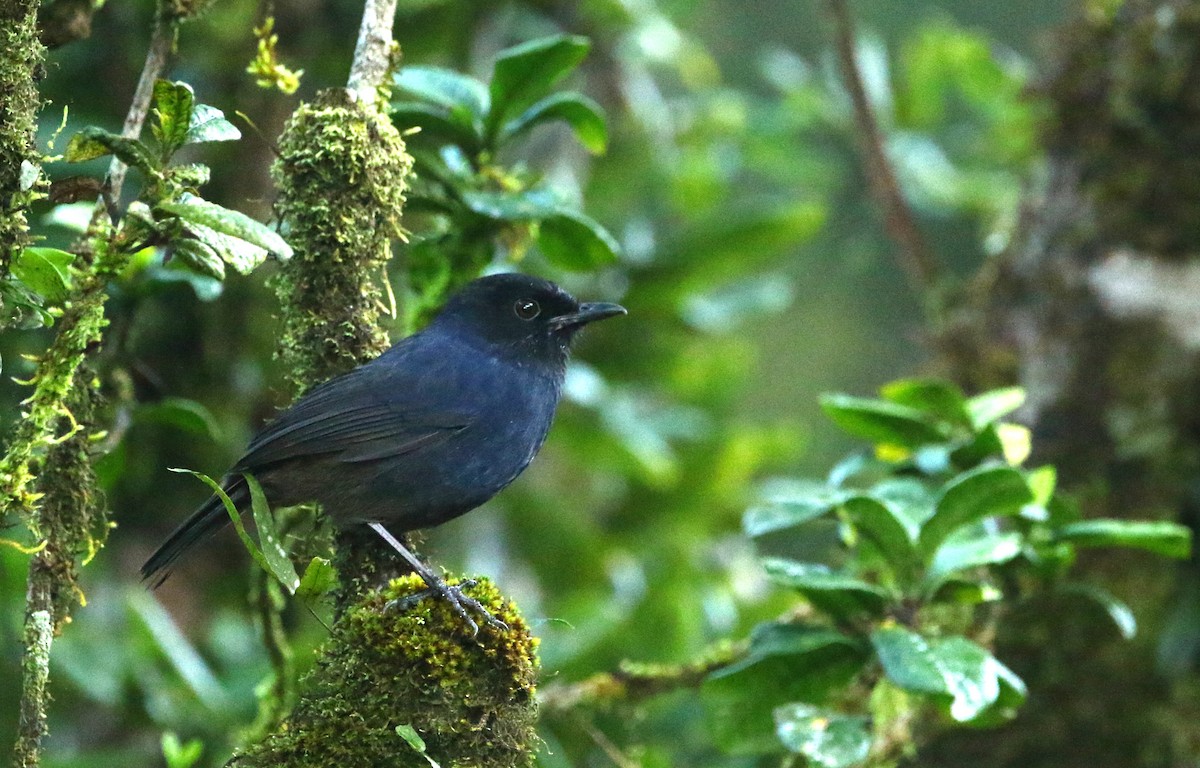 Ланкийская синяя птица - ML224417711