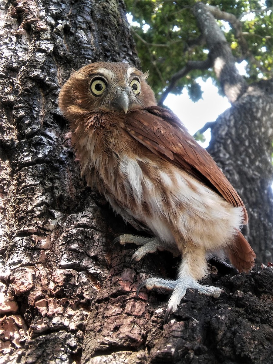 Ferruginous Pygmy-Owl - ML224418271